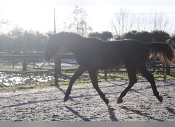 sangre caliente belga, Caballo castrado, 3 años, 167 cm, Tordo