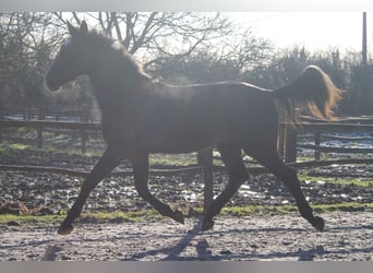 sangre caliente belga, Caballo castrado, 3 años, 167 cm, Tordo