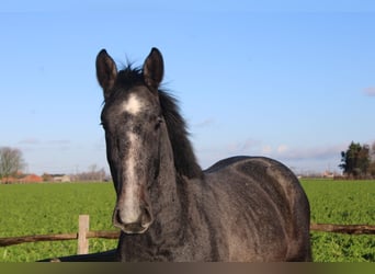 sangre caliente belga, Caballo castrado, 3 años, 167 cm, Tordo