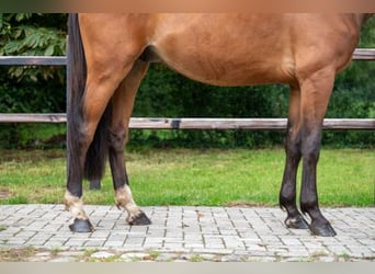 sangre caliente belga, Caballo castrado, 3 años, 168 cm, Castaño