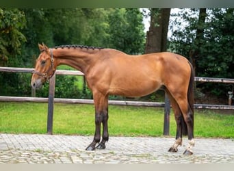 sangre caliente belga, Caballo castrado, 3 años, 168 cm, Castaño