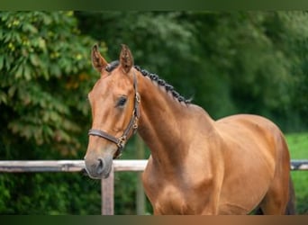 sangre caliente belga, Caballo castrado, 3 años, 168 cm, Castaño