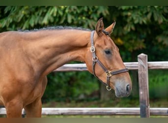 sangre caliente belga, Caballo castrado, 3 años, 168 cm, Castaño