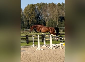 sangre caliente belga, Caballo castrado, 3 años, 168 cm, Castaño