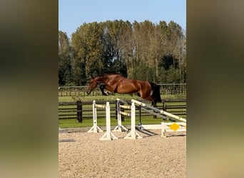 sangre caliente belga, Caballo castrado, 3 años, 168 cm, Castaño