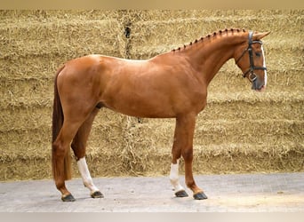 sangre caliente belga, Caballo castrado, 3 años, 169 cm, Alazán
