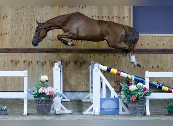 sangre caliente belga, Caballo castrado, 3 años, 169 cm, Alazán