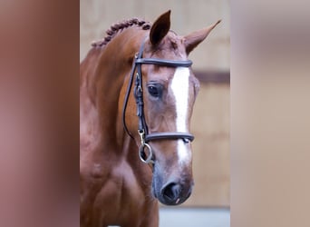 sangre caliente belga, Caballo castrado, 3 años, 169 cm, Alazán