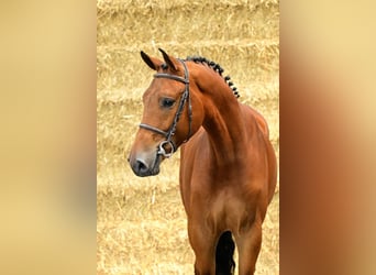 sangre caliente belga, Caballo castrado, 3 años, 169 cm, Castaño