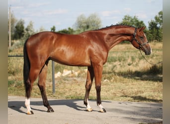 sangre caliente belga, Caballo castrado, 3 años, 170 cm, Castaño