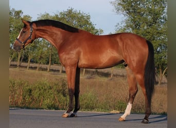 sangre caliente belga, Caballo castrado, 3 años, 170 cm, Castaño