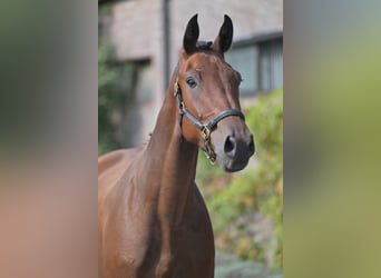 sangre caliente belga, Caballo castrado, 3 años, 170 cm, Castaño rojizo