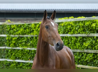 sangre caliente belga, Caballo castrado, 3 años, 171 cm, Castaño
