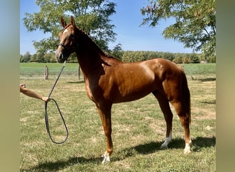 sangre caliente belga, Caballo castrado, 3 años, 172 cm, Alazán