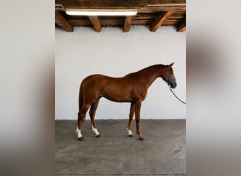 sangre caliente belga, Caballo castrado, 3 años, 172 cm, Alazán-tostado