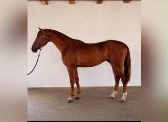 sangre caliente belga, Caballo castrado, 3 años, 172 cm, Alazán-tostado