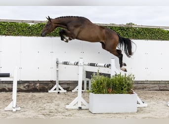 sangre caliente belga, Caballo castrado, 3 años, 173 cm, Castaño