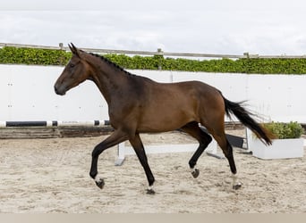 sangre caliente belga, Caballo castrado, 3 años, 173 cm, Castaño