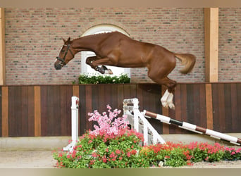 sangre caliente belga, Caballo castrado, 3 años, Alazán