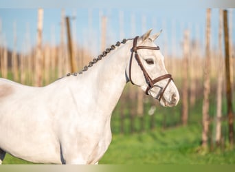 sangre caliente belga, Caballo castrado, 4 años, 135 cm, Tordo