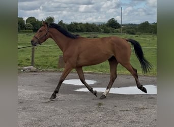 sangre caliente belga, Caballo castrado, 4 años, 161 cm, Castaño claro