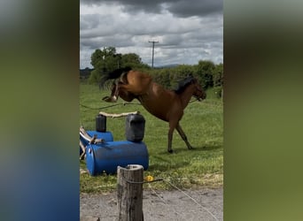 sangre caliente belga, Caballo castrado, 4 años, 161 cm, Castaño claro