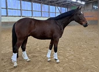 sangre caliente belga, Caballo castrado, 4 años, 162 cm, Castaño