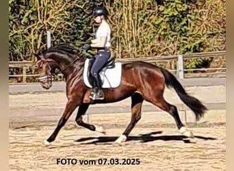 sangre caliente belga, Caballo castrado, 4 años, 162 cm, Castaño