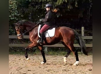 sangre caliente belga, Caballo castrado, 4 años, 162 cm, Castaño