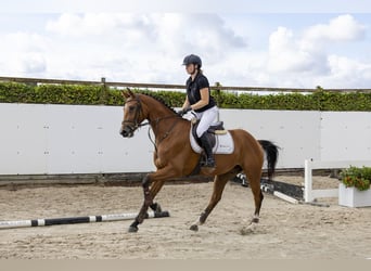 sangre caliente belga, Caballo castrado, 4 años, 162 cm, Castaño