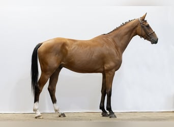 sangre caliente belga, Caballo castrado, 4 años, 162 cm, Castaño