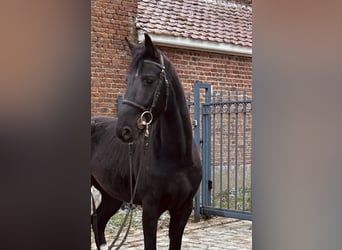 sangre caliente belga, Caballo castrado, 4 años, 162 cm, Negro