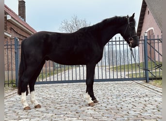sangre caliente belga, Caballo castrado, 4 años, 162 cm, Negro