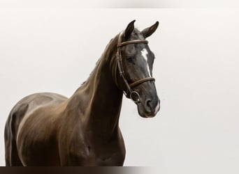 sangre caliente belga, Caballo castrado, 4 años, 162 cm, Negro