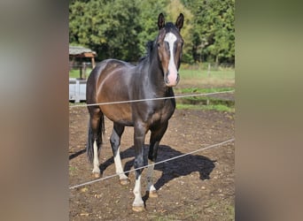 sangre caliente belga, Caballo castrado, 4 años, 163 cm, Castaño