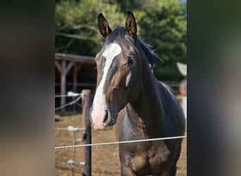 sangre caliente belga, Caballo castrado, 4 años, 163 cm, Castaño
