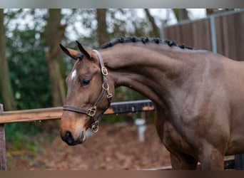 sangre caliente belga, Caballo castrado, 4 años, 164 cm