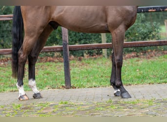 sangre caliente belga, Caballo castrado, 4 años, 164 cm