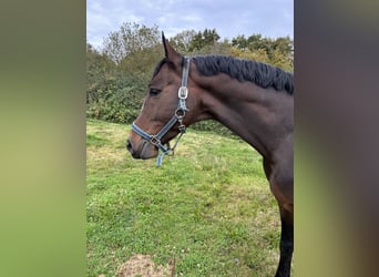 sangre caliente belga, Caballo castrado, 4 años, 164 cm, Castaño