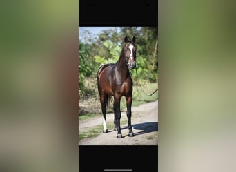 sangre caliente belga, Caballo castrado, 4 años, 164 cm, Castaño