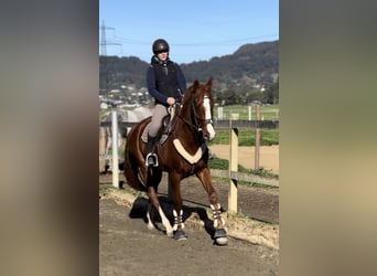 sangre caliente belga, Caballo castrado, 4 años, 165 cm, Alazán