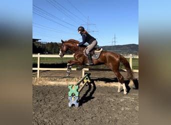 sangre caliente belga, Caballo castrado, 4 años, 165 cm, Alazán