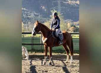 sangre caliente belga, Caballo castrado, 4 años, 165 cm, Alazán