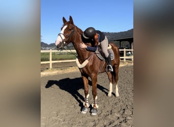 sangre caliente belga, Caballo castrado, 4 años, 165 cm, Alazán