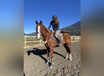 sangre caliente belga, Caballo castrado, 4 años, 165 cm, Alazán