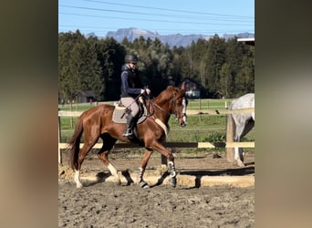 sangre caliente belga, Caballo castrado, 4 años, 165 cm, Alazán