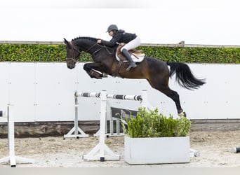 sangre caliente belga, Caballo castrado, 4 años, 165 cm, Castaño oscuro