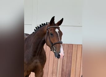 sangre caliente belga, Caballo castrado, 4 años, 166 cm