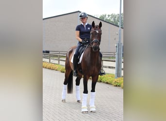 sangre caliente belga, Caballo castrado, 4 años, 166 cm, Castaño oscuro