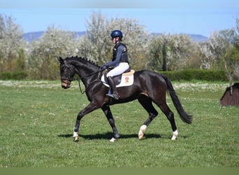 sangre caliente belga, Caballo castrado, 4 años, 166 cm, Morcillo